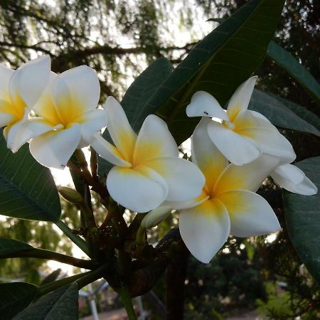Finca Florida San Miguel de Abona Ngoại thất bức ảnh