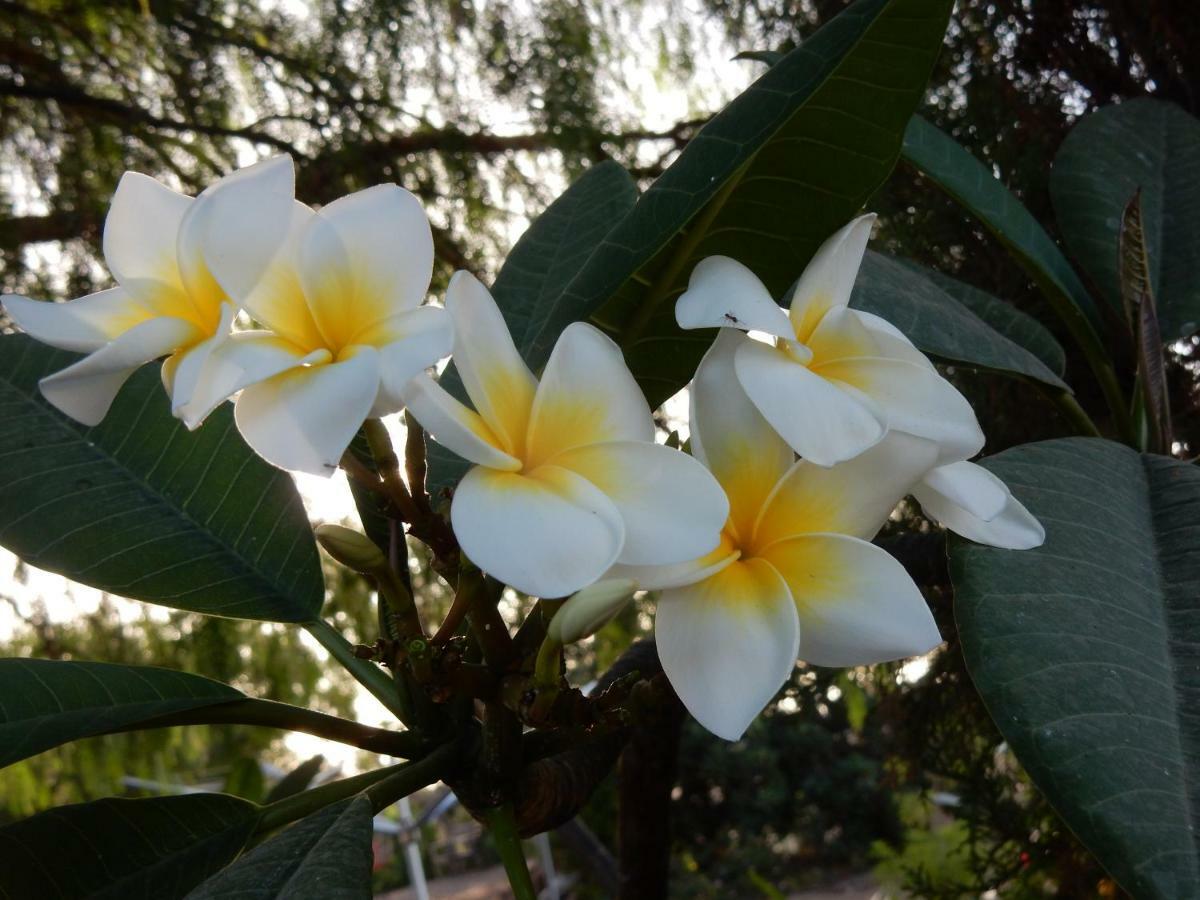 Finca Florida San Miguel de Abona Ngoại thất bức ảnh